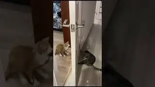 они до сих пор играют