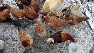 По яйцу и в дорогу (