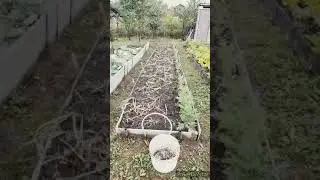 Дачное на грядке, пора браться за уборку лука