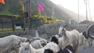 Sheperds or Bakarwals –  Ethnic Group of Jammu and Kashmir
