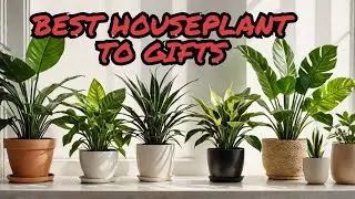 The Perfect Gift for Plant Lovers: 12 Indoor Plant Ideas for Every Occasion