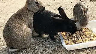The black rabbit is in danger!