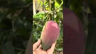രാവണൻ മാവ് multi- grafted mango tree with fruits