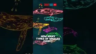 🐳🐋 How many types of whales exist?