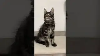 Мейн-Кун мальчик Рич 3,5 месяца