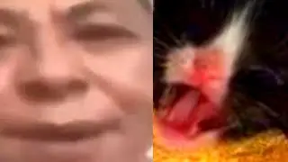 Guy yelling at a cat. But it’s fnf