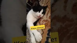 Жара убивает😅