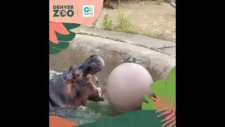 Support Denver Zoo This Colorado Gives Day!