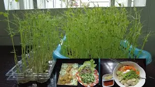 A new method to grow pea microgreens easily at home without medium - Grow pea shoots at home