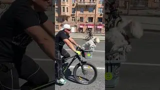 Мужчина без женщины как собака без блох
