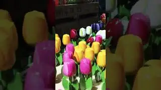 Tesselaar Tulips Festival 2023 