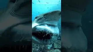 Ragged Tooth
