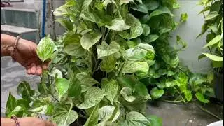 Home Gardening.. additional Marvel money plant propagate complete jankari.मार्बल मनी प्लांट