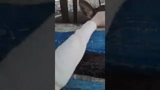 молодые оленята