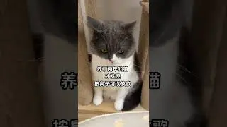 Can your cat's nose play music?🤣 SD猫の夢島💗#shorts #かわいい #子猫の遊び
