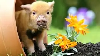 Кормление поросят,с рождения до месяца.🐖Деревенские хлопоты😉