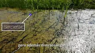 Organismo desplazándose en un dren con vegetación. Serpiente.