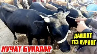 Кашкадарё Карши мол бозори Кучат бука гуножин 🐂🐄 нархлари