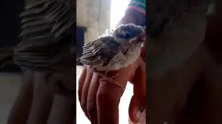 Listen the Beautiful and Innocent Voice of Bird
