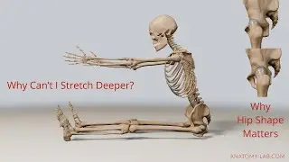 Unlocking Your Hip Flexibility: Why Bone Structure Limits Your Range of Motion