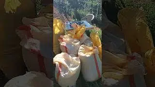 kahverengi kokarca ve kurak bu sene Terme yi vurdu %30-40 arası boş.