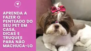 Como fazer penteado no seu cachorro em casa sem machuca-lo: dicas e truques
