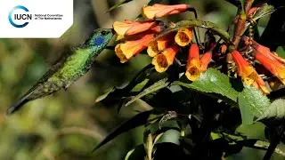 IUCN NL Land Acquisition Fund