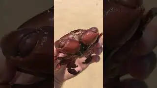 Как поймать краба / спасение краба