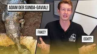 Adam | Wiens Sunda-Gavial im 6. Bezirk - FAKE?!