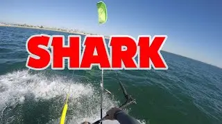 Kitesurfing with Shark Long Beach Belmont Shore Juvenile Great White Shark Learn Transitions attack