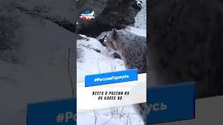 Снежные барсы