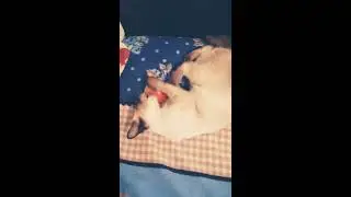 Буся и яблоко....