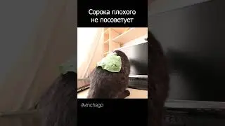 сорока и подорожник 