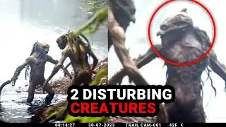 Astounding Trail Cam Footage You Urgently NEED to See