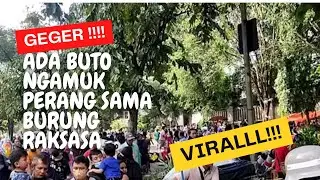 VIRAL❗!!!!!! Sumatera Geger Kedatangan Buto PItu