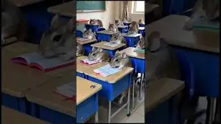 Rats in Classroom 🤣🤣 #funny #ytshortsindia
