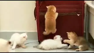 Cute kitten climbing in my suitcase | British shorthair | LAMBO is his name
