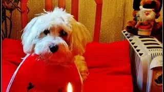 1 2016 01 15 001 BOUBKA  - Le  1 er  ANNIVERSAIRE