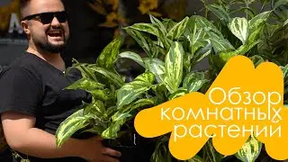 Комнатные растения в Казани! Maxgreenhome февраль 2024!