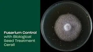 Fusarium Control with Biological Seed Treatment Cerall (Pseudomonas chlororaphis) - High Temperature