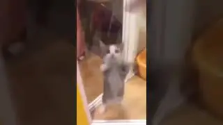 Happi Happi Happi | Cat Original Video Full 