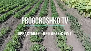Арахіс №1
