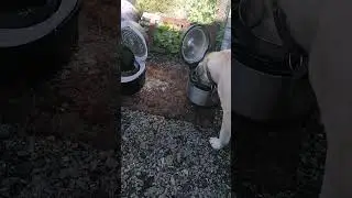 алабай и лабрадор, смотреть до конца ржака ппц 