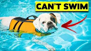 10 Dog Breeds That Just Can't Swim | Breeds that Fear the Water!