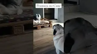 Requiem for Sana 😁 (Video by Psovsky Diktor)