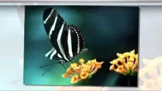 Tum Paas Ho Jab Mere .::Kumar Sanu and Aasha ::.