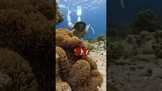 What I found while FREE DIVING IN THE PHILIPPINES 🤩 #shorts #freediving #philippines