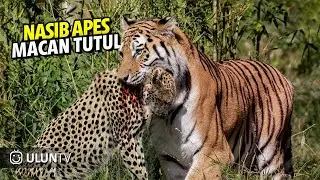 10 Deadliest Tiger Attacks Caught on Camera