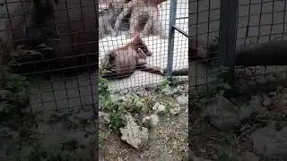 Дана поиграла, полежала и угостилась) БУДНИ орангутана ДАНЫ) Парк львов Тайган #орангутан