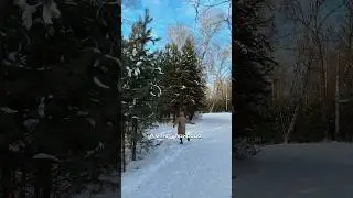 💚🌲🦔 #красноярск #природа #вдохновение #лес #животные #сибирь #белка #птицы #зима #дерево #ель